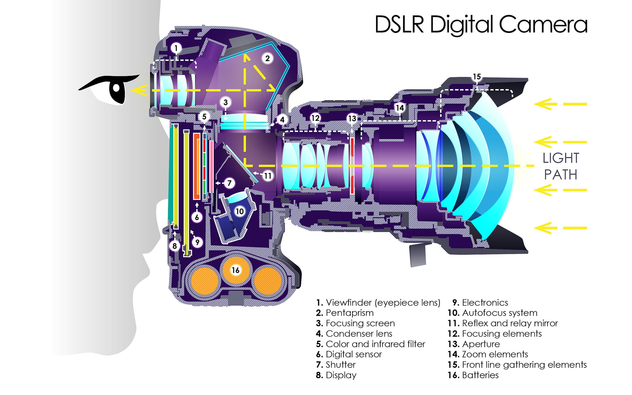 DSLR Digital Camera Section